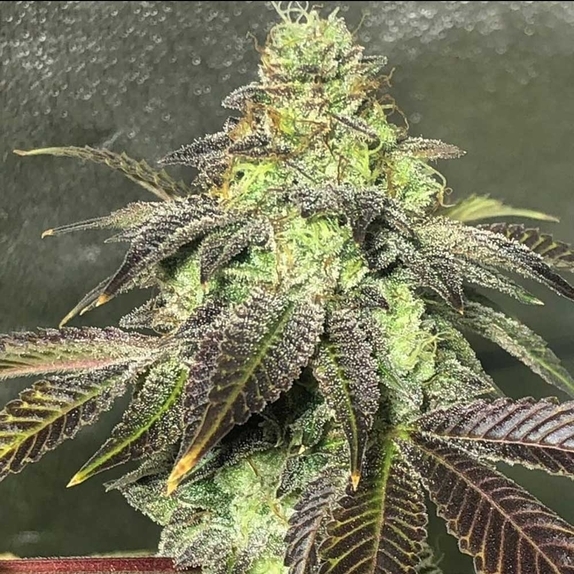 Party Monster Feminised (Discreet Seeds Cali Strains) Cannabis Seeds