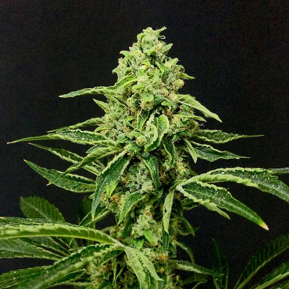 Gorilla Grapes Feminised (Discreet Seeds Cali Strains) Cannabis Seeds