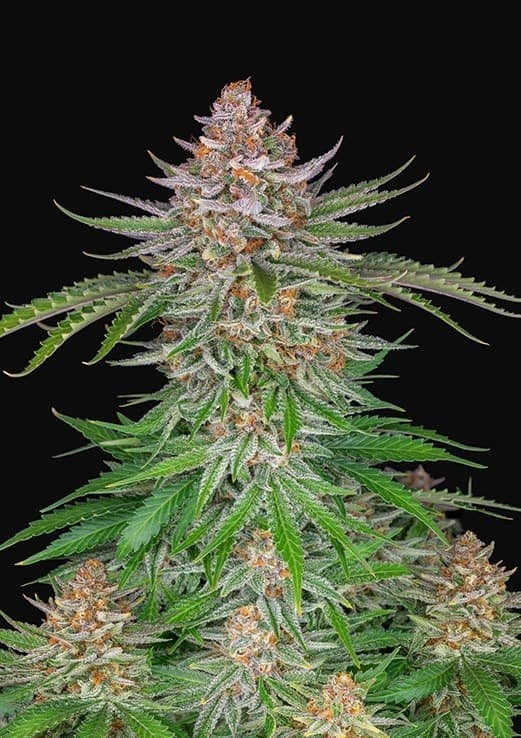 Strawberry Pie Auto Cannabis Seeds