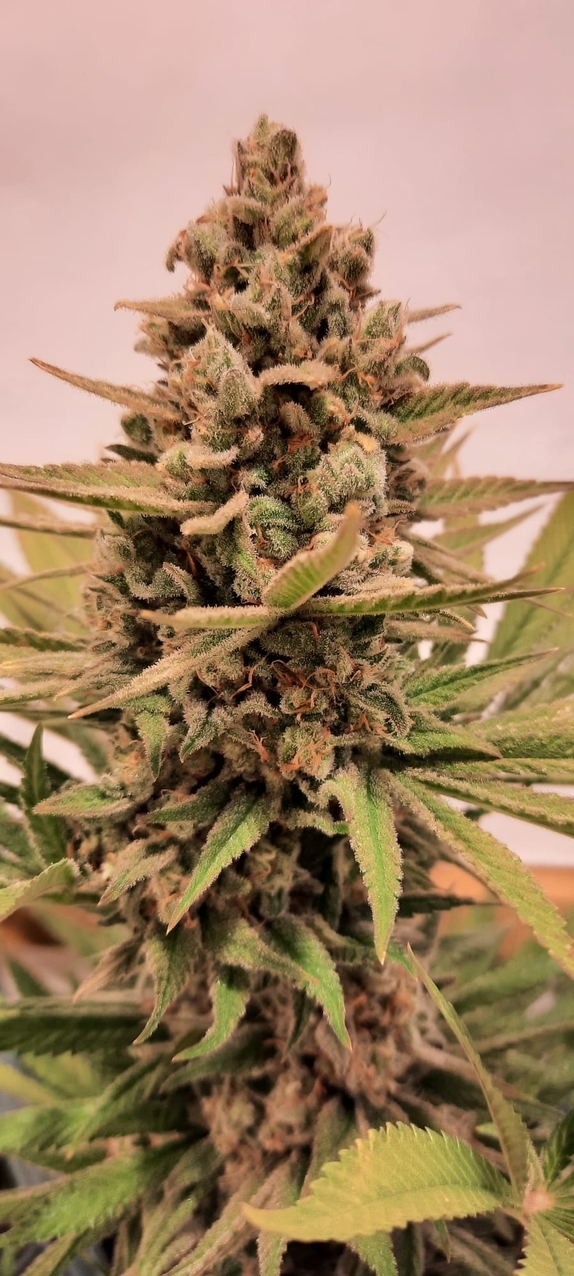 Jelly Donuts Autoflowering ( Discreet Seeds ) Cannabis Seeds