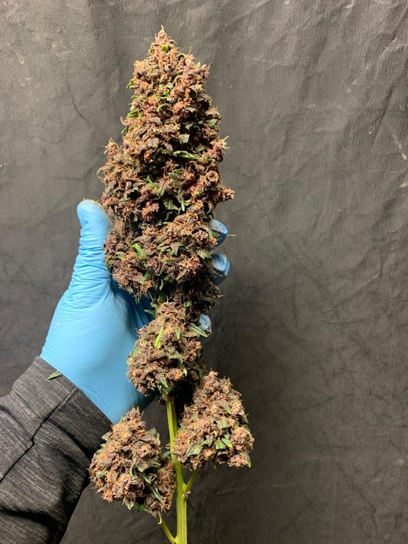 Purple Punch Auto (Discreet Seeds Bulk) Cannabis Seeds
