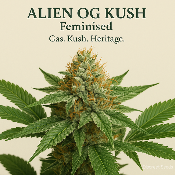 Alien OG Kush Feminised (Discreet Seeds Bulk) Cannabis Seeds