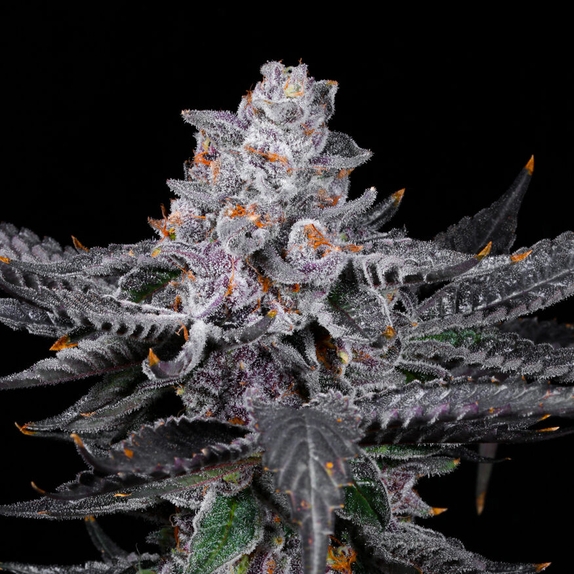 Zoap feminised (Discreet Seeds Bulk) Cannabis Seeds