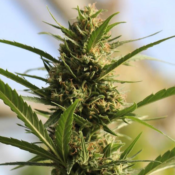 CannaBoom CBD+ Cannabis Seeds