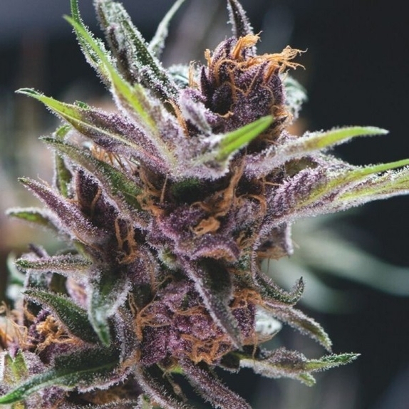 Black Cherry Punch Cannabis Seeds