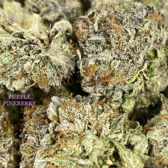 Purple Pineberry Feminised (Discreet Seeds Bulk) Cannabis Seeds