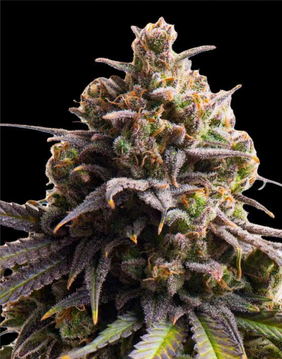Tahoe Tiploid Feminised (Discreet Seeds Bulk) Cannabis Seeds