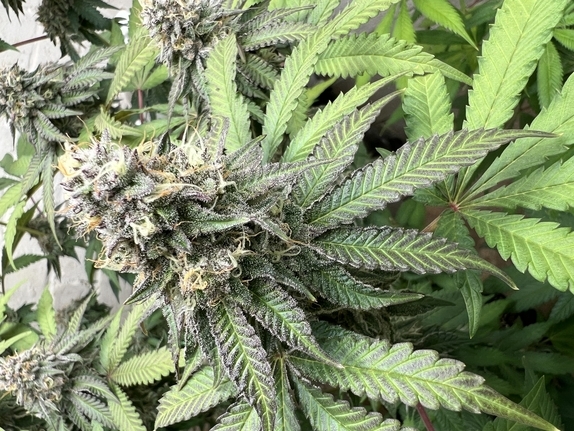 Permanent Marker (Discreet Seeds Bulk) Cannabis Seeds