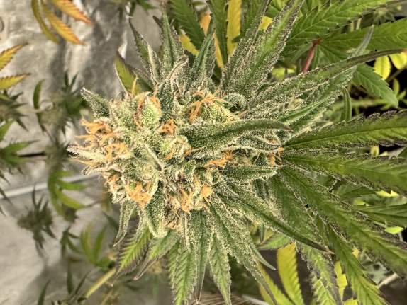 Cali gas (Auto)  (Discreet Seeds Bulk) Cannabis Seeds