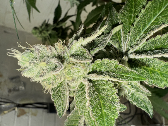 GMO (Auto)  (Discreet Seeds Bulk) Cannabis Seeds
