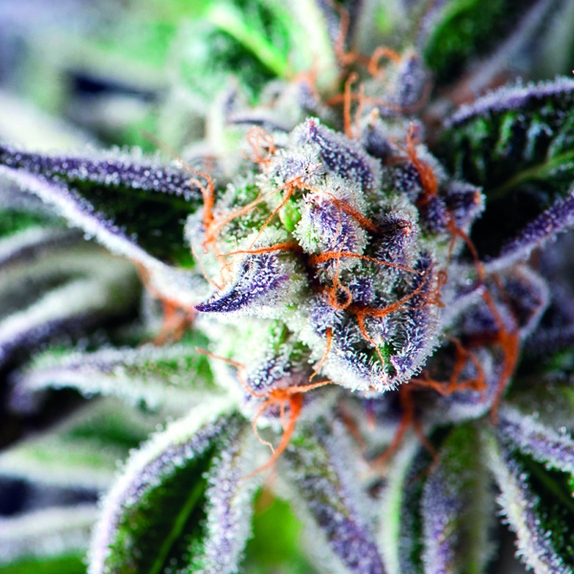 Do-Si-Dos Cannabis Seeds
