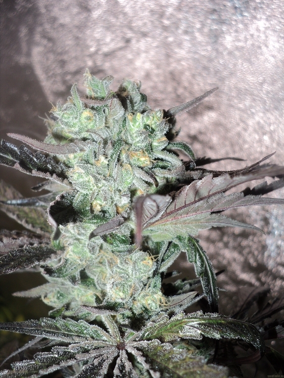 Washing Machine feminised (Discreet Seeds Bulk) Cannabis Seeds