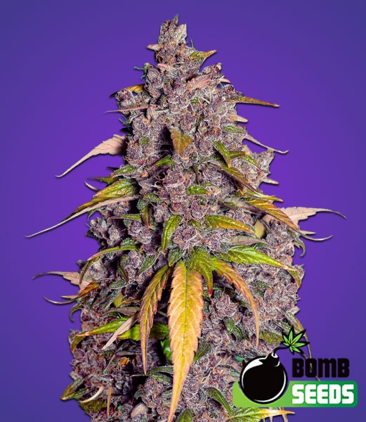 Double Purple Punch (Bomb Seeds) Cannabis Seeds