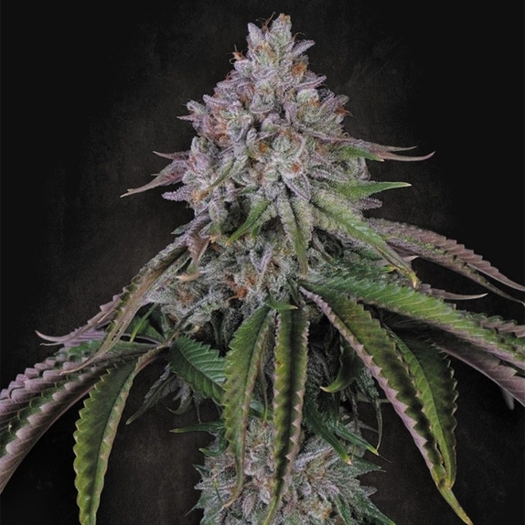 Velvet Mist (Paradise Seeds) Cannabis Seeds
