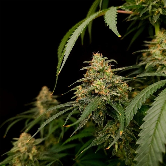 Zesty Bliss (Paradise Seeds) Cannabis Seeds