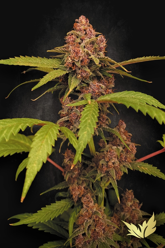 Auto Banana Purple  (Paradise Seeds) Cannabis Seeds