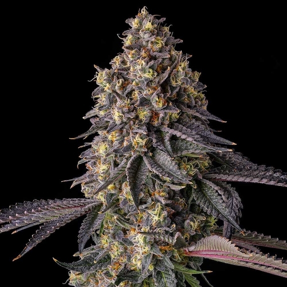 Kumamotoz(Compound Genetics Seeds) Cannabis Seeds