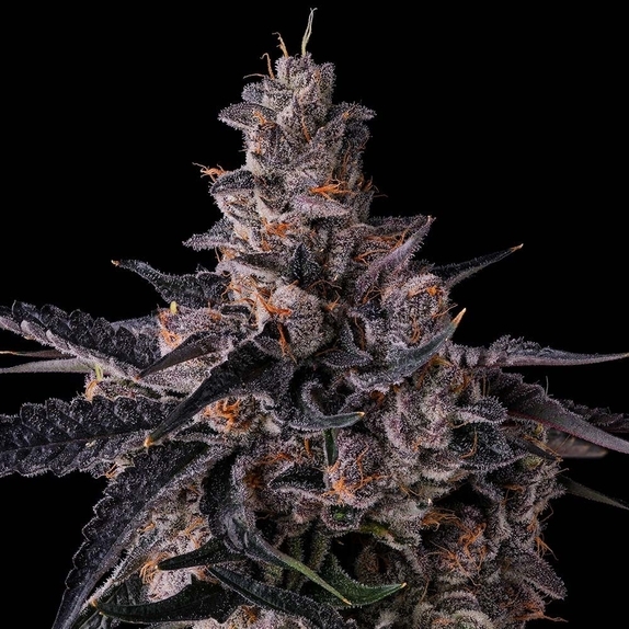 Compound Genetics Pave Compound Genetics Seeds