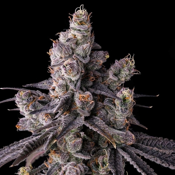Mora Azul (Compound Genetics Seeds) Cannabis Seeds