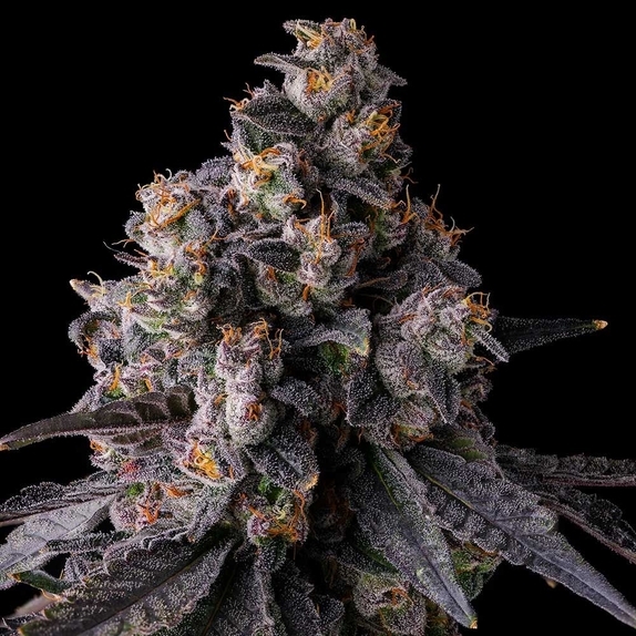 Rainbow Guavé (Compound Genetics Seeds) Cannabis Seeds