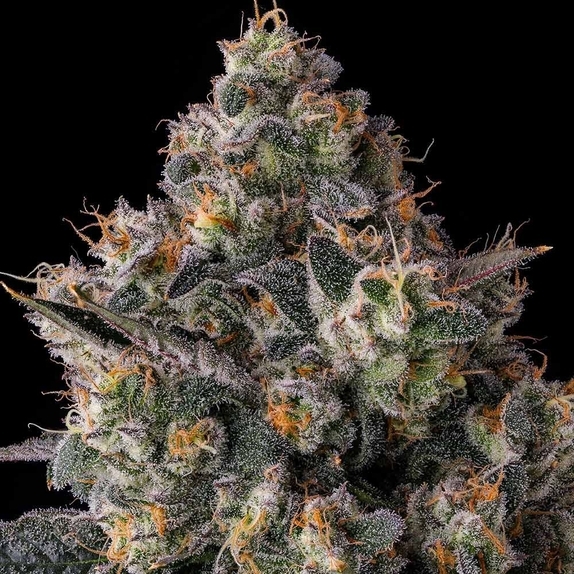 Zhampagne (Compound Genetics Seeds) Cannabis Seeds