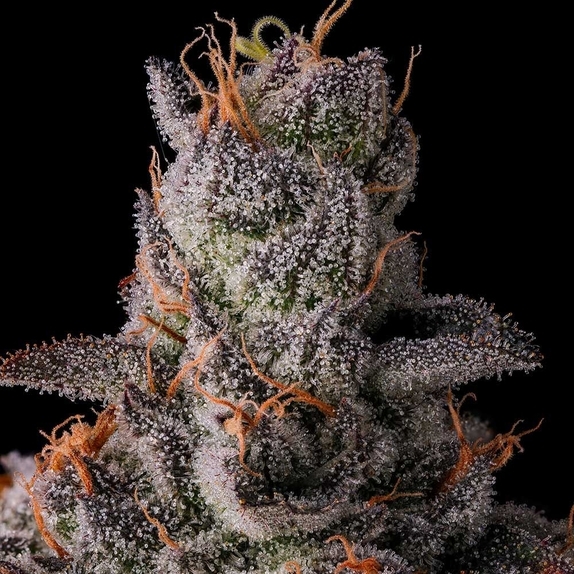 90 Proof (Compound Genetics Seeds) Cannabis Seeds