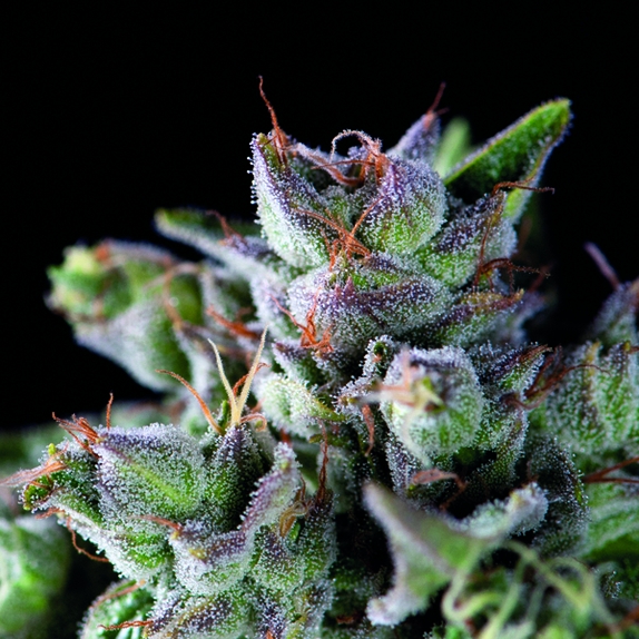 Gorilla Cannabis Seeds