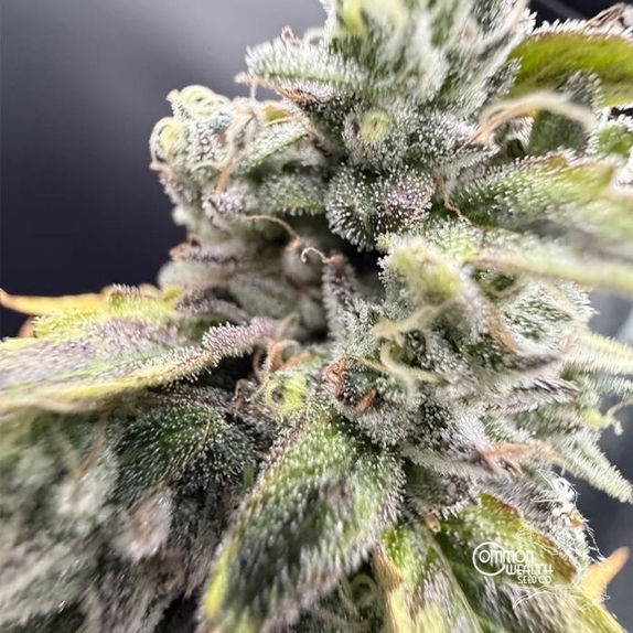 UV Sour (Common Wealth Seed Co) Cannabis Seeds