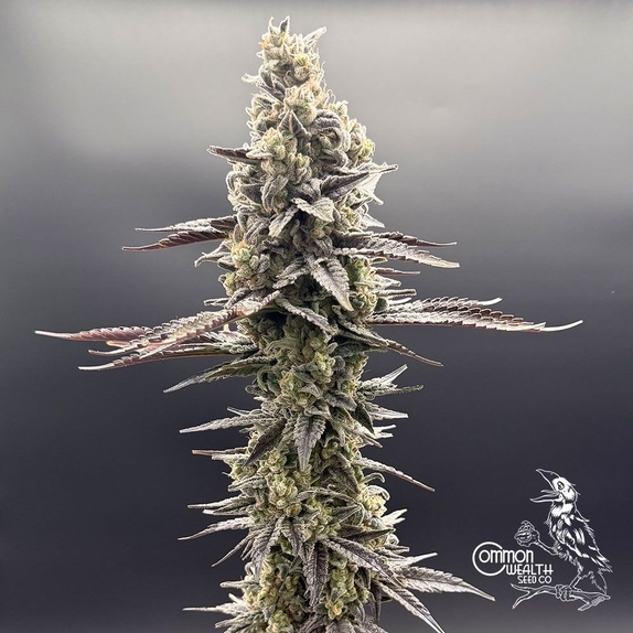Speed Bump (Common Wealth Seed Co) Cannabis Seeds