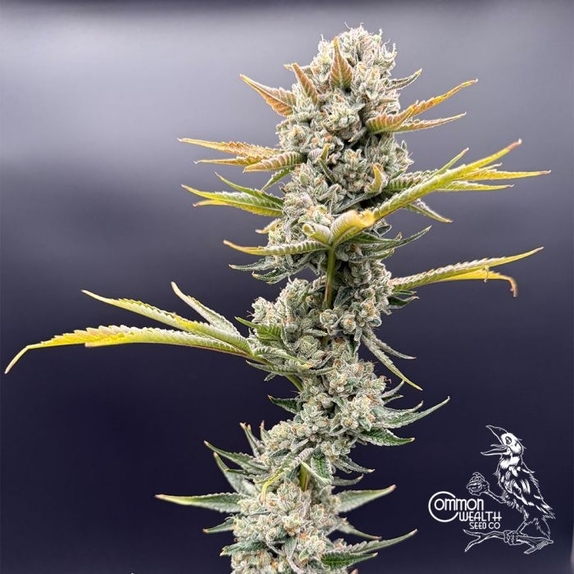 Imperial Grapes Feminized (Common Wealth Seed Co) Cannabis Seeds