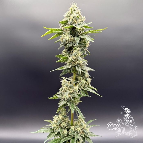 Sundew Feminized (Common Wealth Seed Co) Cannabis Seeds