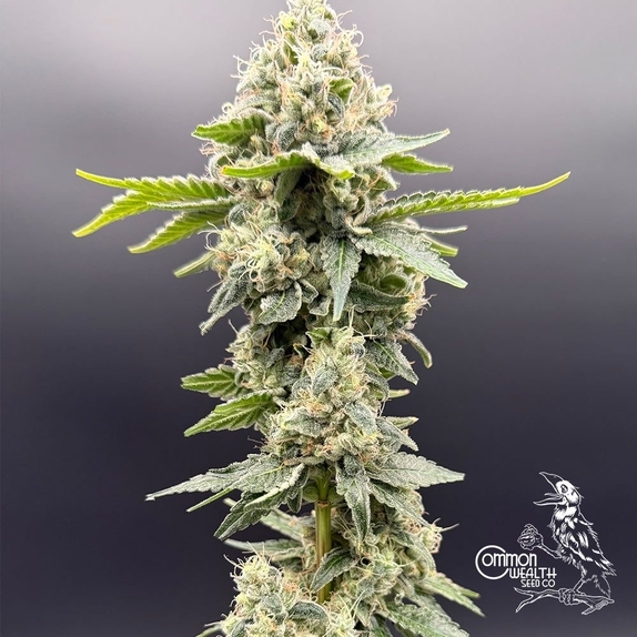 Grape Ghost  (Common Wealth Seed Co) Cannabis Seeds
