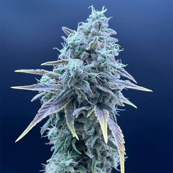 Sweet Pink Grapefruit x Grape Sunshine Feminized (Common Wealth Seed Co) Cannabis Seeds