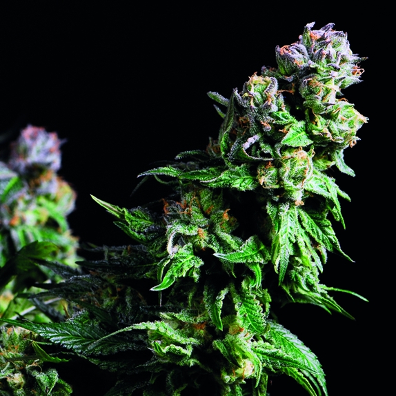 Purple Urkle Cannabis Seeds