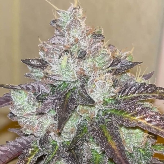 Head Rush (Karma Genetics Seeds) Cannabis Seeds