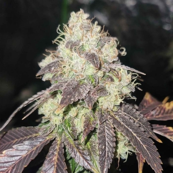 Gold Juice (Karma Genetics Seeds) Cannabis Seeds