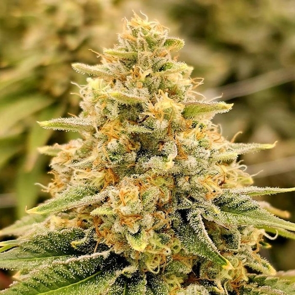 Nectar (Karma Genetics Seeds) Cannabis Seeds