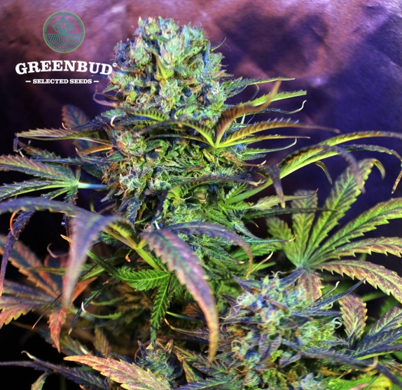 Afghan Storm AUTO (Greenbud Seeds) Cannabis Seeds