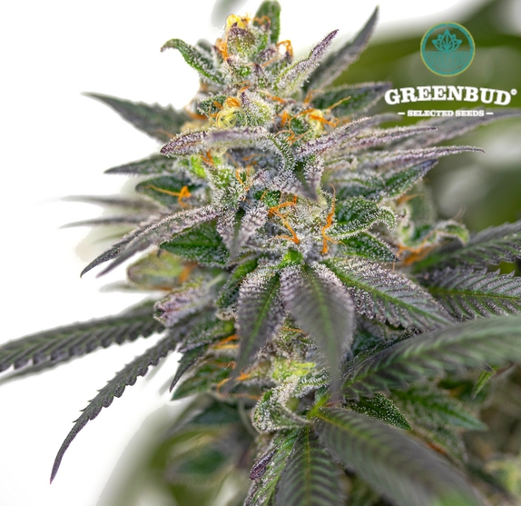 Black Gelato Early Version (Limited Edition) (Greenbud Seeds) Cannabis Seeds