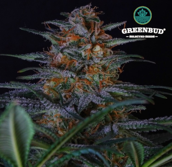 Black in Black (Greenbud Seeds) Cannabis Seeds