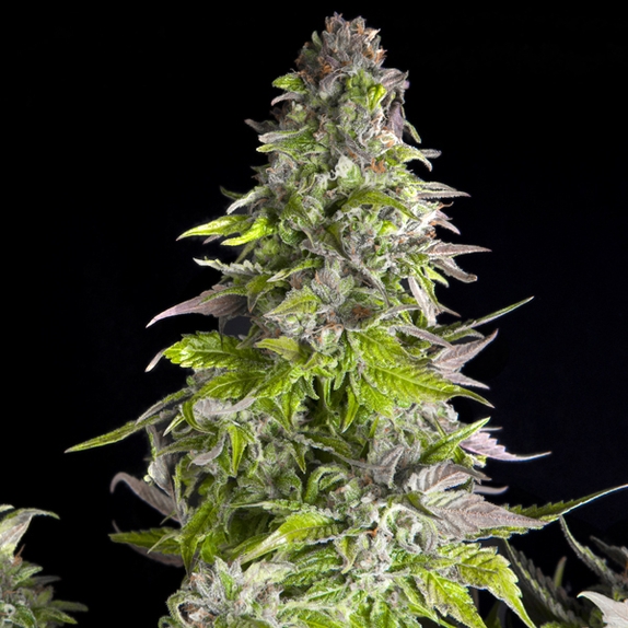 Romulan Cannabis Seeds