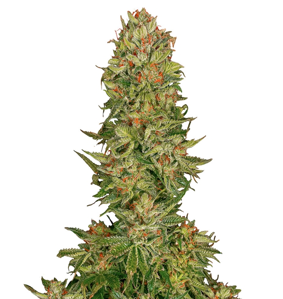 Black Jilly Bean a.k.a Cosmic Noir (Limited Edition) (Greenbud Seeds) Cannabis Seeds
