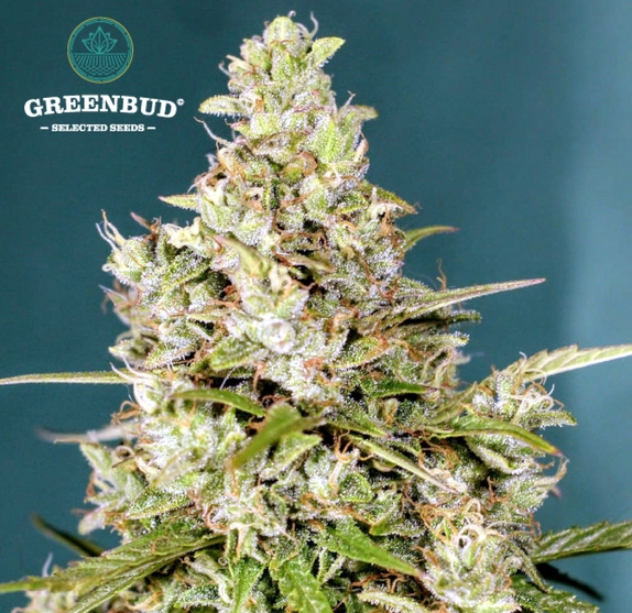 Blackout Express AUTO aka Blackout AUTO (Greenbud Seeds) Cannabis Seeds