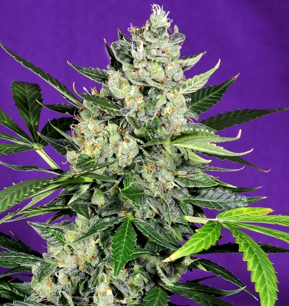 West Coast OG Auto (Limited Edition) (Greenbud Seeds) Cannabis Seeds
