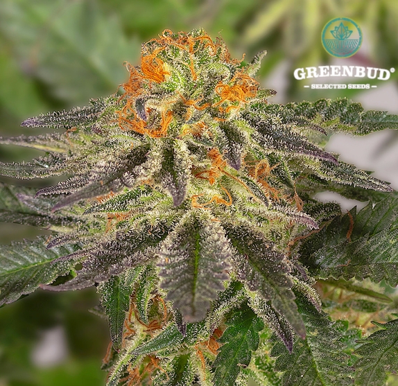 Blue Hulk (Limited Edition) (Greenbud Seeds) Cannabis Seeds