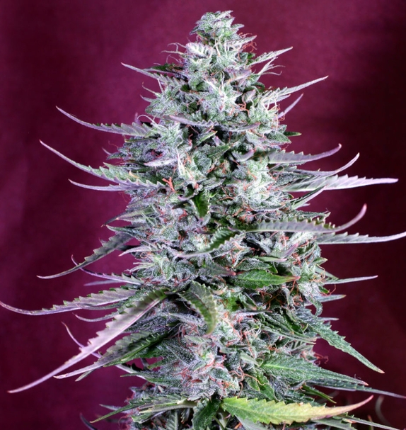 Budmaker AUTO (Greenbud Seeds) Cannabis Seeds