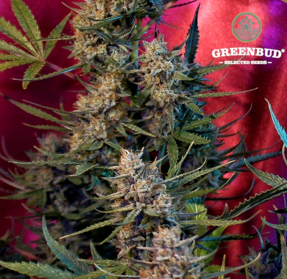 C99 Early Version (Greenbud Seeds) Cannabis Seeds