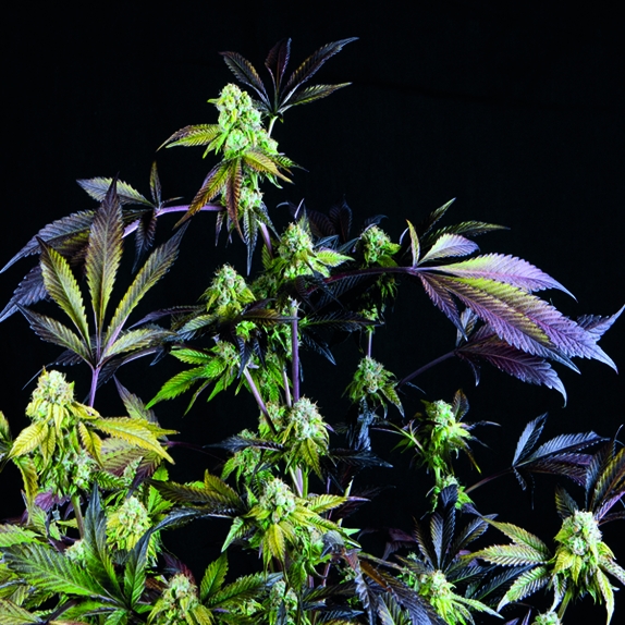 Sunset Sherbet Cannabis Seeds