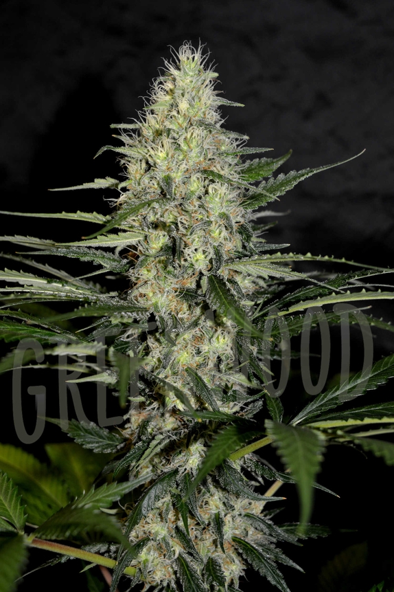 Cake Bomb Auto (Greenbud Seeds) Cannabis Seeds