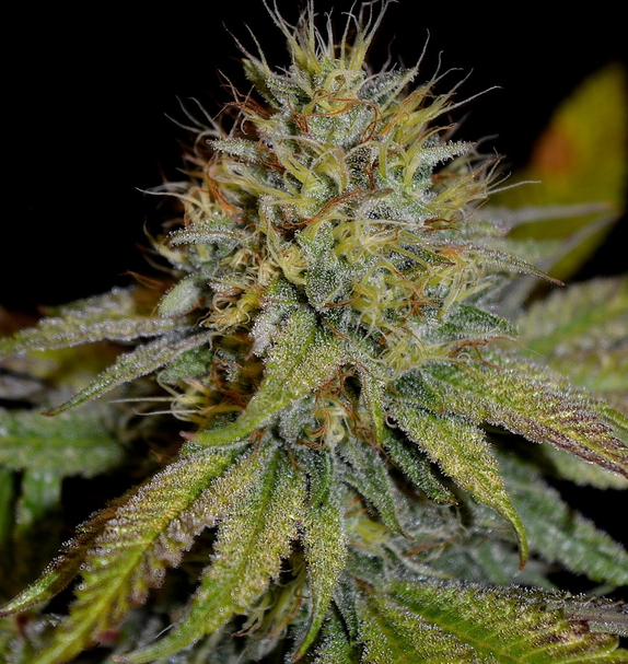 Candy Ritual (Limited Edition) (Greenbud Seeds) Cannabis Seeds